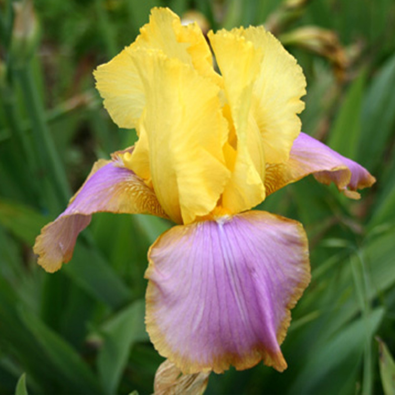 IRIS SUNSET SKY 3.5"