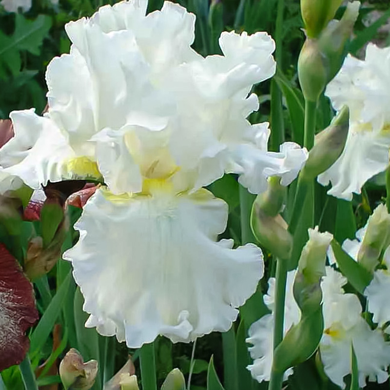 IRIS GLOWING SERAPHIM 3.5"
