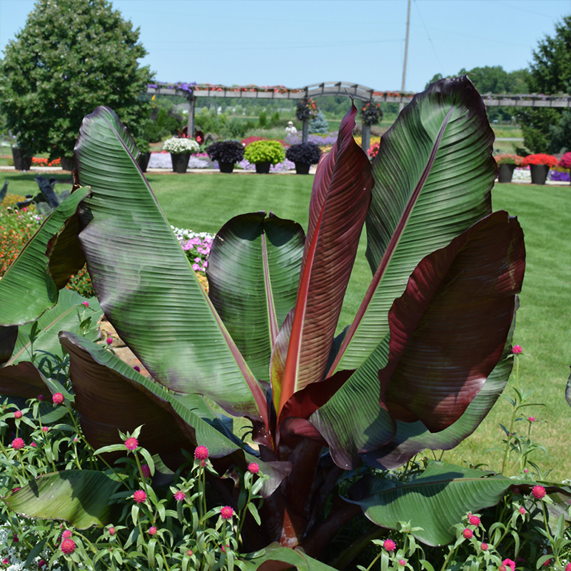 ENSETE MAURELLI 3.5"