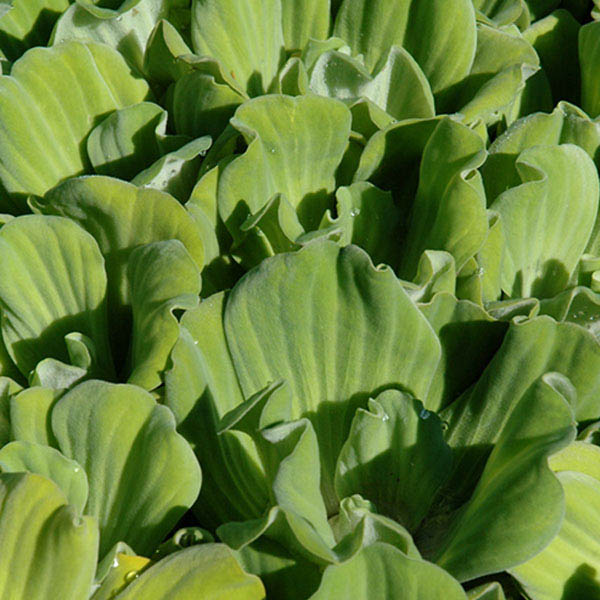 Water Lettuce Pistia Stratiodes