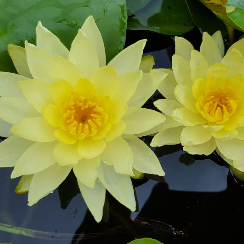 NYMPHAEA JOEY TOMOCIK 4"