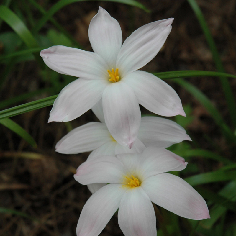 ZEPHYRANTHES ROBUSTUS 3.5"