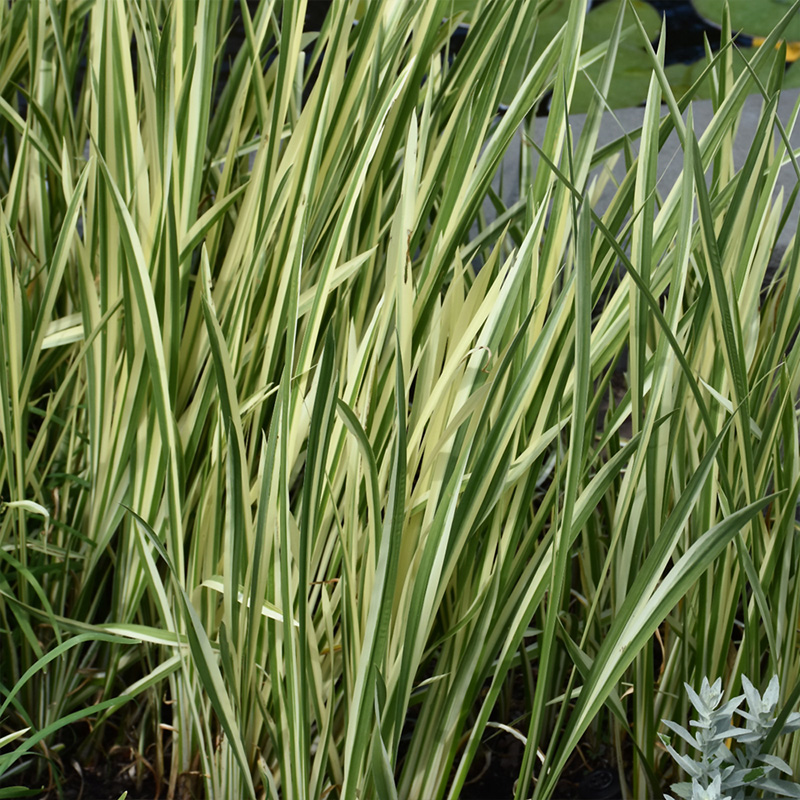 ACORUS CALAMUS VARIEGATUS 3.5"