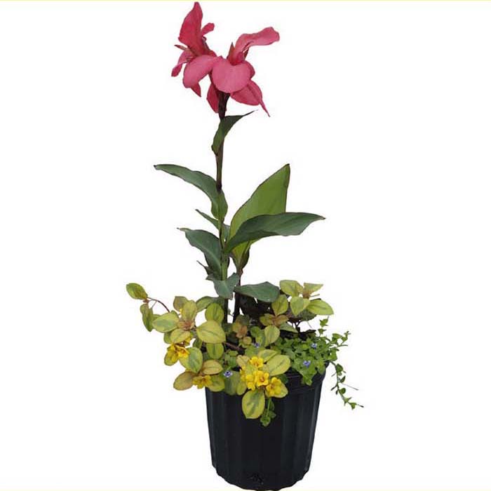 TROPICAL AQUATIC PLNTR CANNA 8"