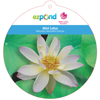 NELUMBO BEAUTIFUL DANCER 12"
