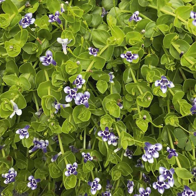 LINDERNIA GRANDIFLORA 8"