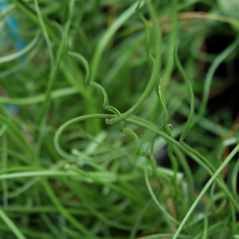 JUNCUS EFFUSUS SPIRALIS 3.5"