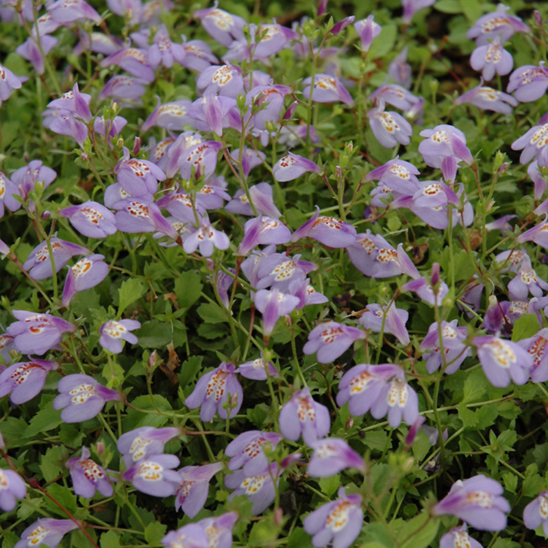 MAZUS REPTANS 3.5"
