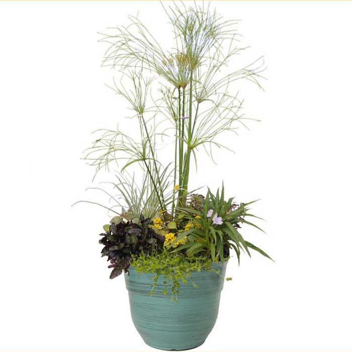 TROP AQ PLNTR DECO CYPERUS 14"