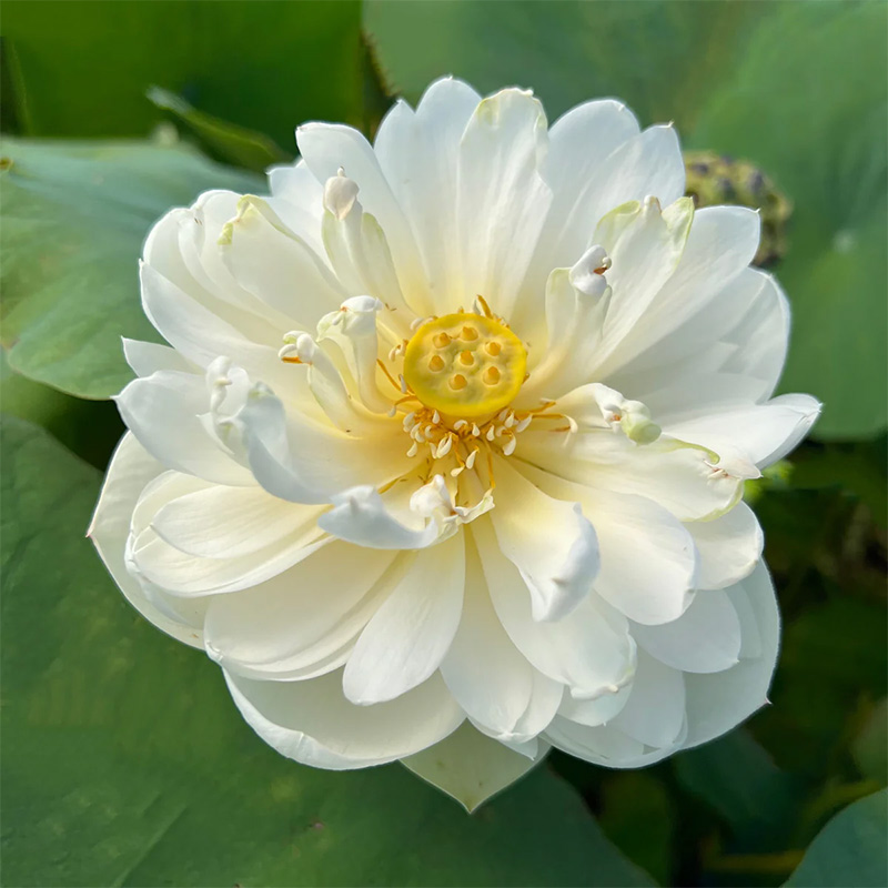 NELUMBO 'SNOW WHITE' 12"