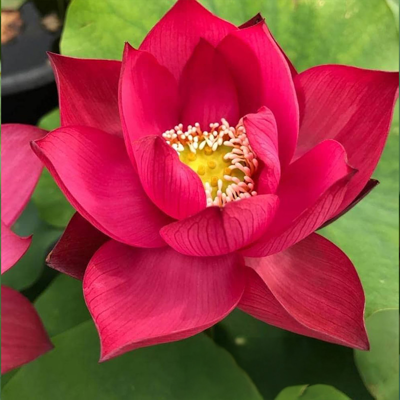 NELUMBO 'RED LIGHT' 12"