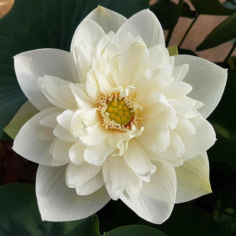NELUMBO 'HIGH COTTON' 16"