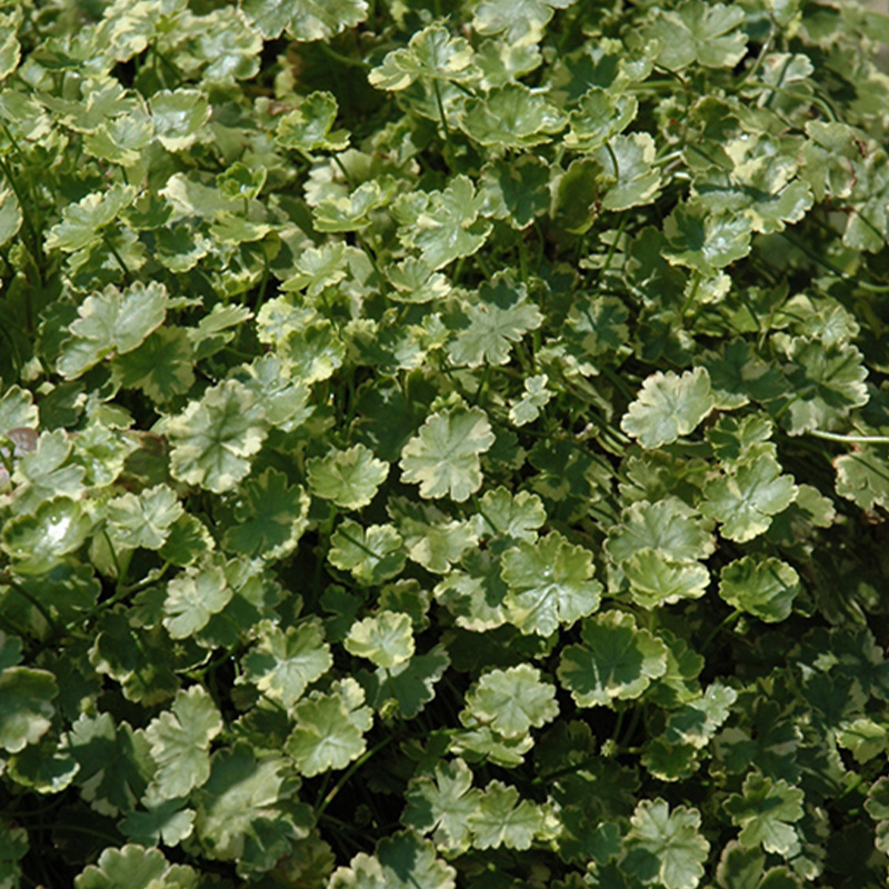 HYDROCOTYLE UMBELLATA 3.5"