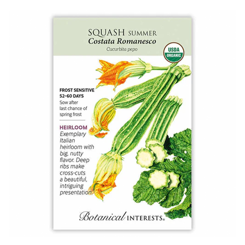 Squash Summer Costata Org