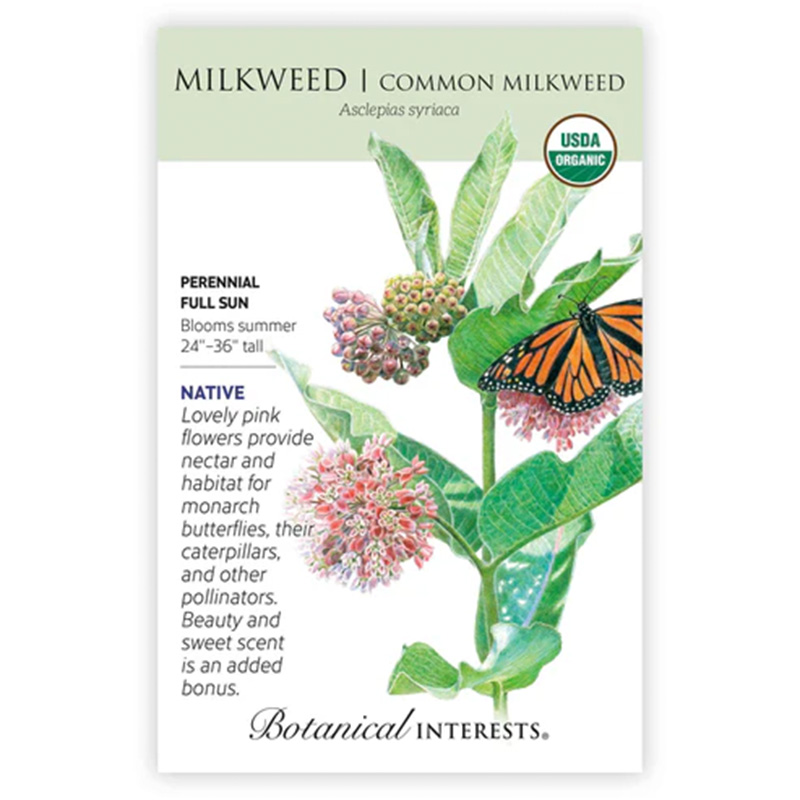 Milkweed Butterfly Flower Common