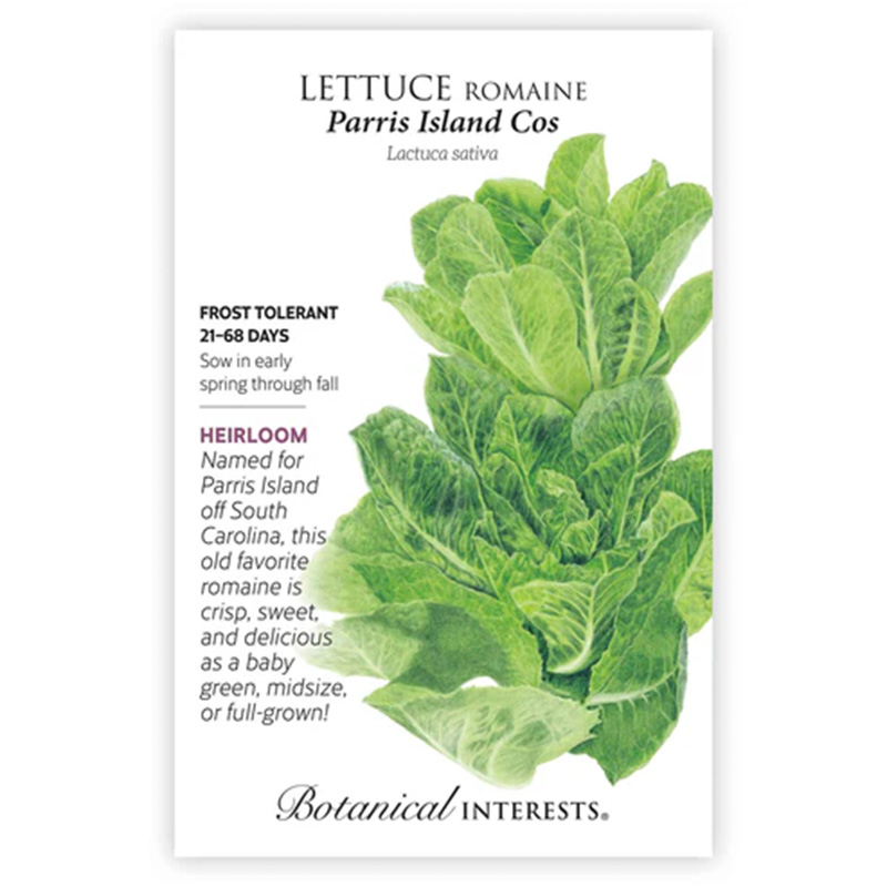 Lettuce Romaine Parris Isle Org