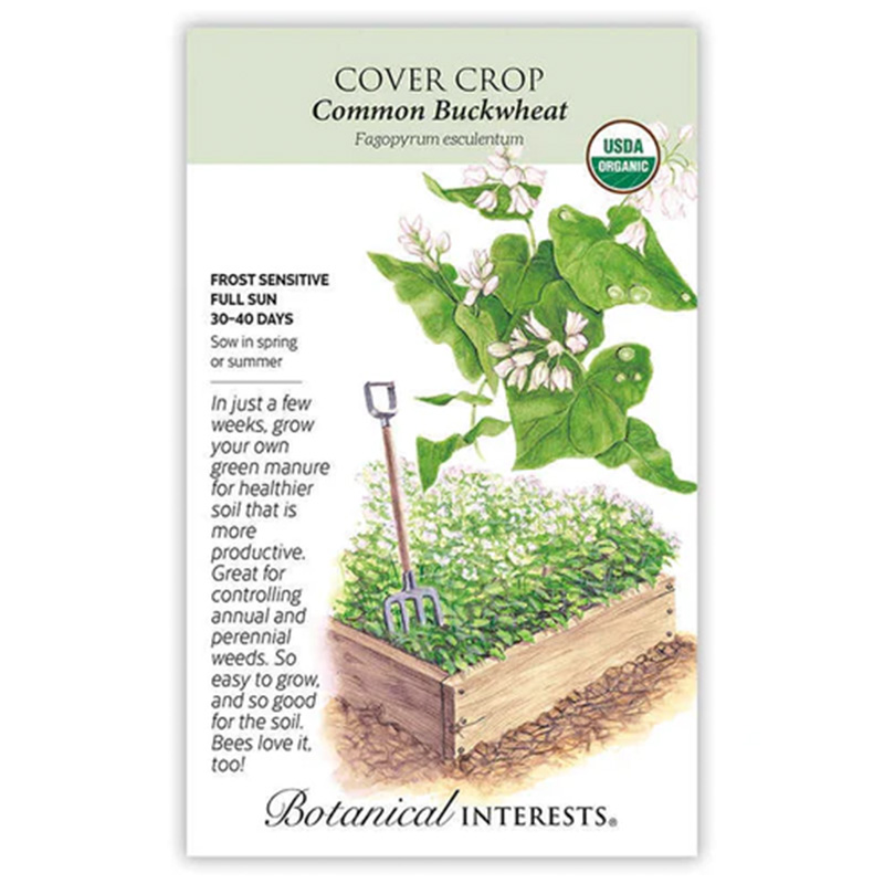 Cover Crop Buckwheat Org
