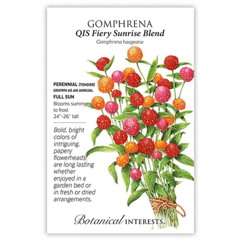 Gomphrena Qis Fiery Sunrise Blen