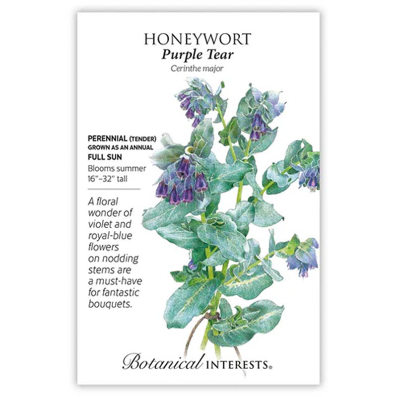Honeywort Purple Tear