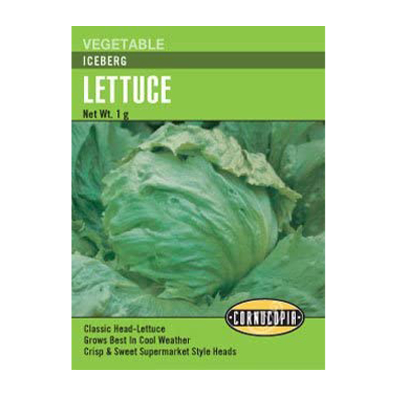 LETTUCE ICEBERG
