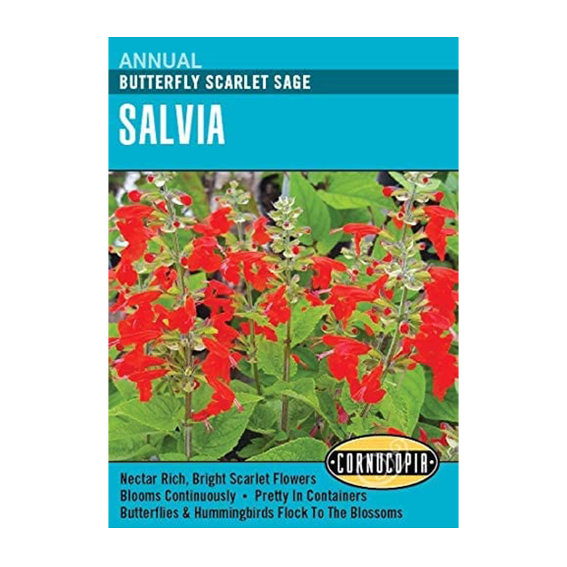 SALVIA BUTTERFLY SCARLET SAGE
