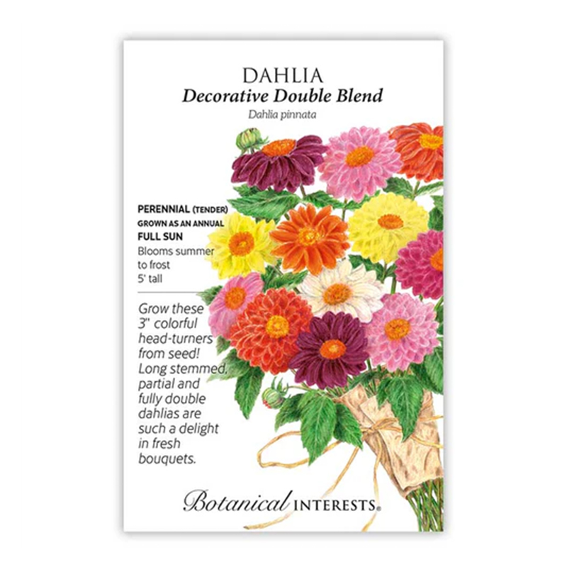 DAHLIA DECORATIVE