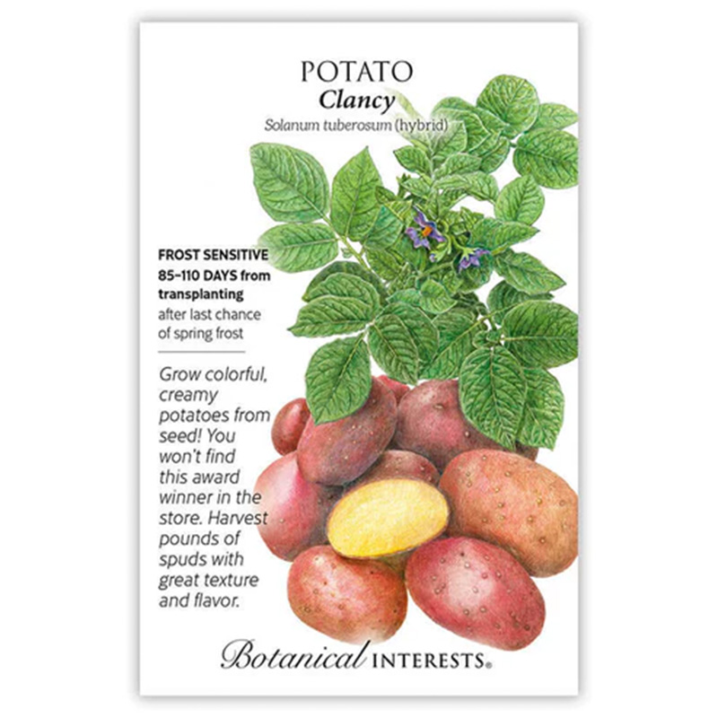 Potato Clancy hybrid