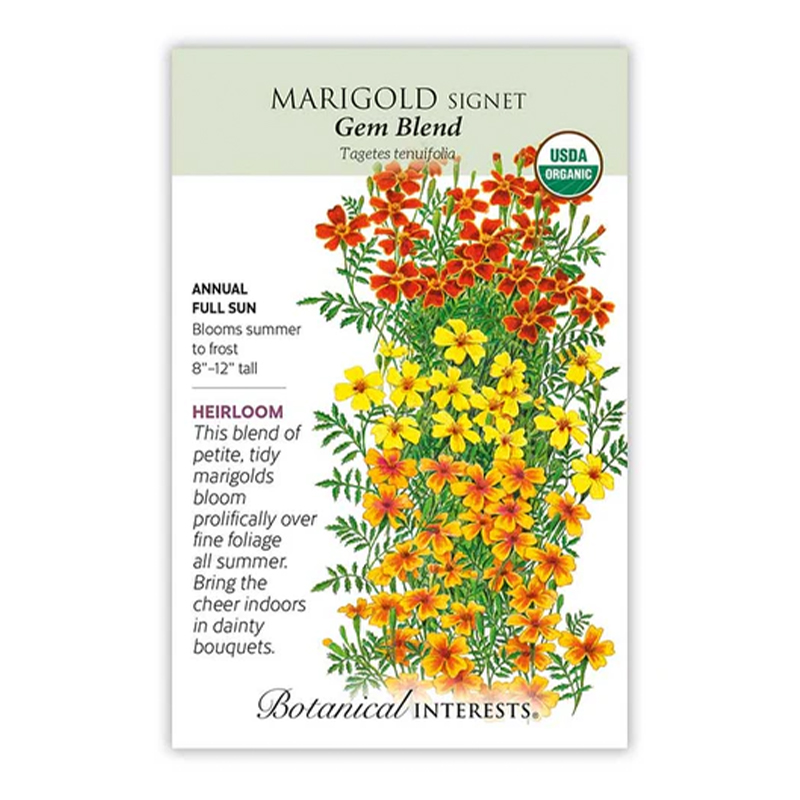 Marigold  Signet Gem Blend Org