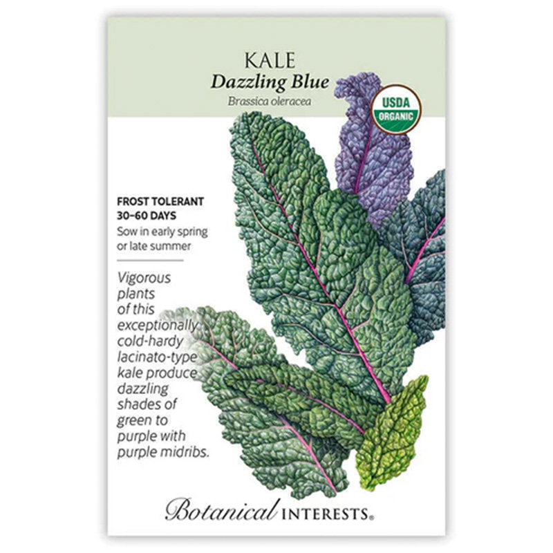 KALE DAZZLING BLUE ORGANIC