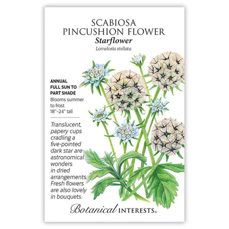 SCABIOSA STARFLOWER
