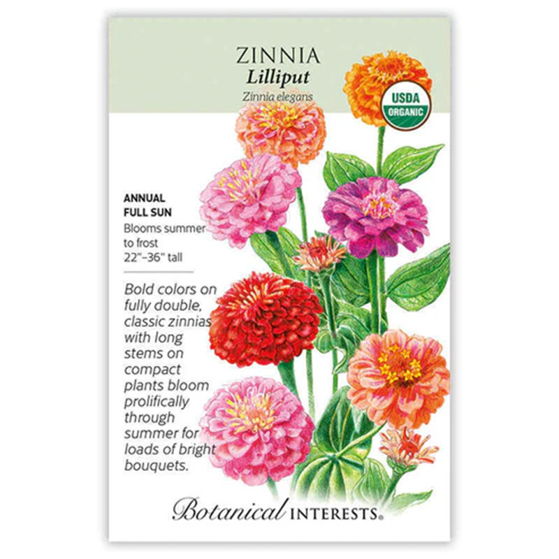 Zinnia Lilliput Org