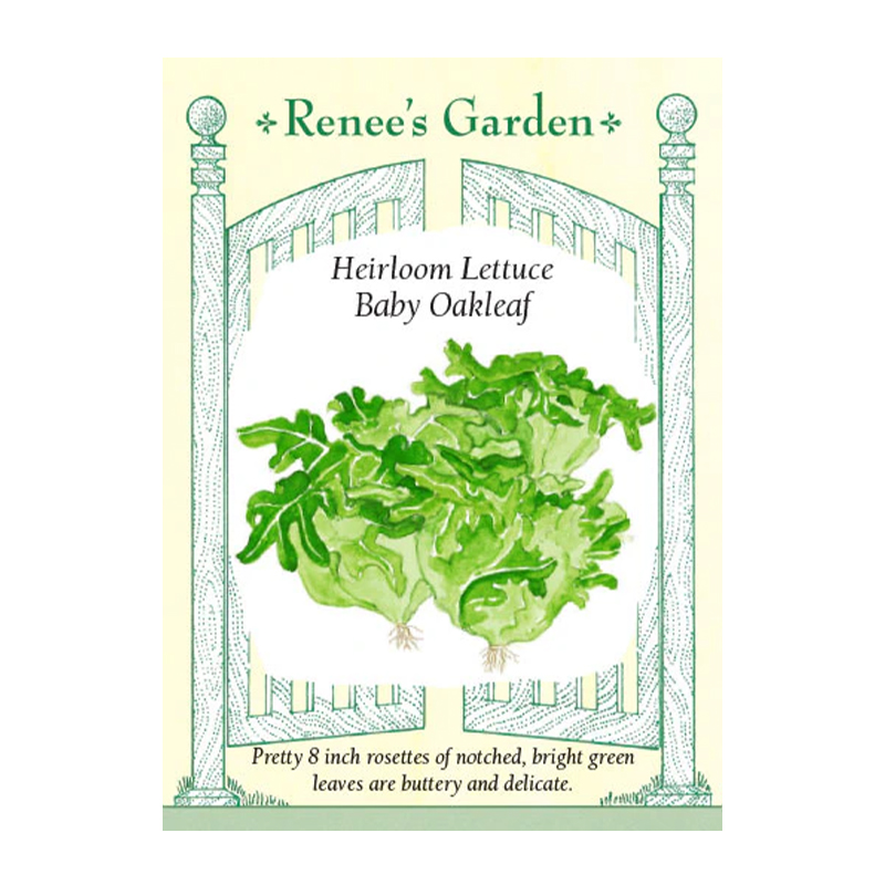 LETTUCE HEIRLOOM BABY OAKLEAF