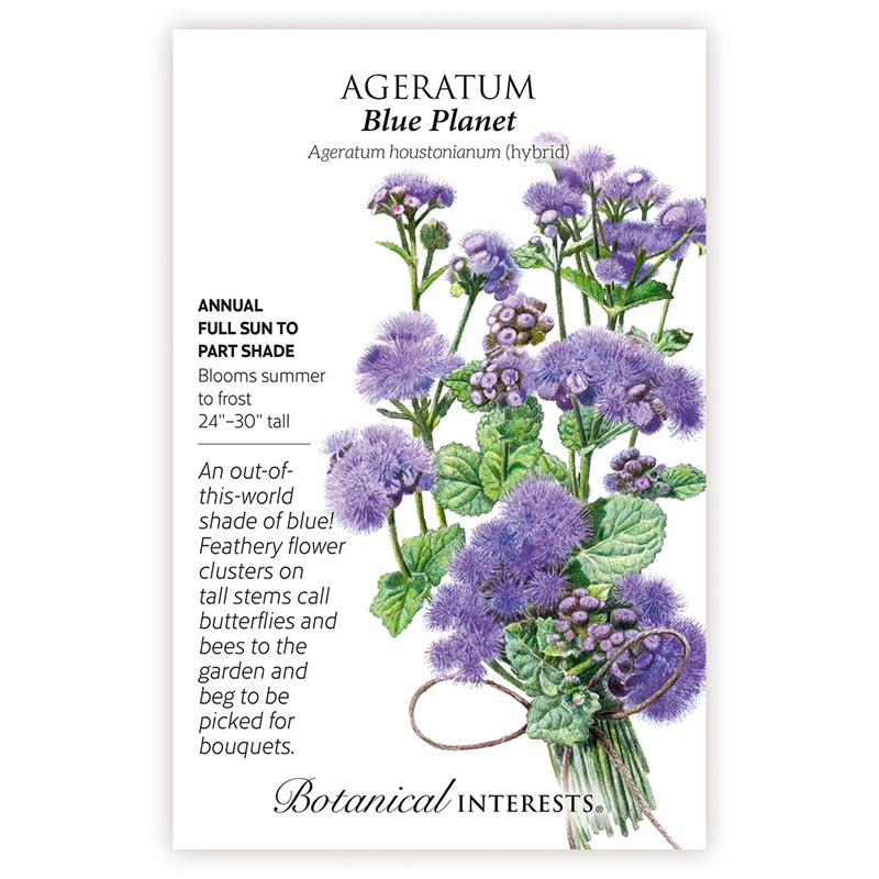 Ageratum Blue Planet Hybrid
