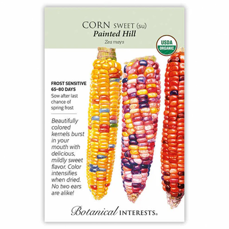 CORN SWEET MULTI COLOR PAINTED