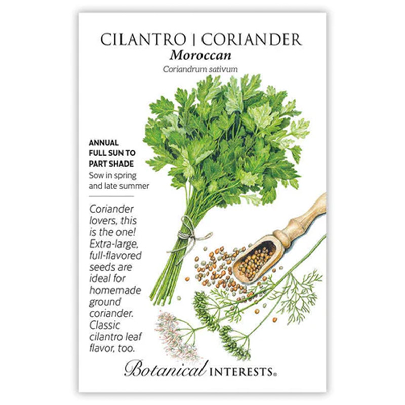 CILANTRO CORIANDER MOROCCAN