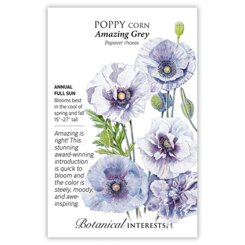 POPPY CORN AMAZING GREY