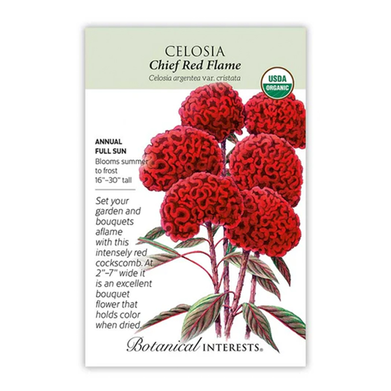 CELOSIA CHIEF RED FLAME ORG