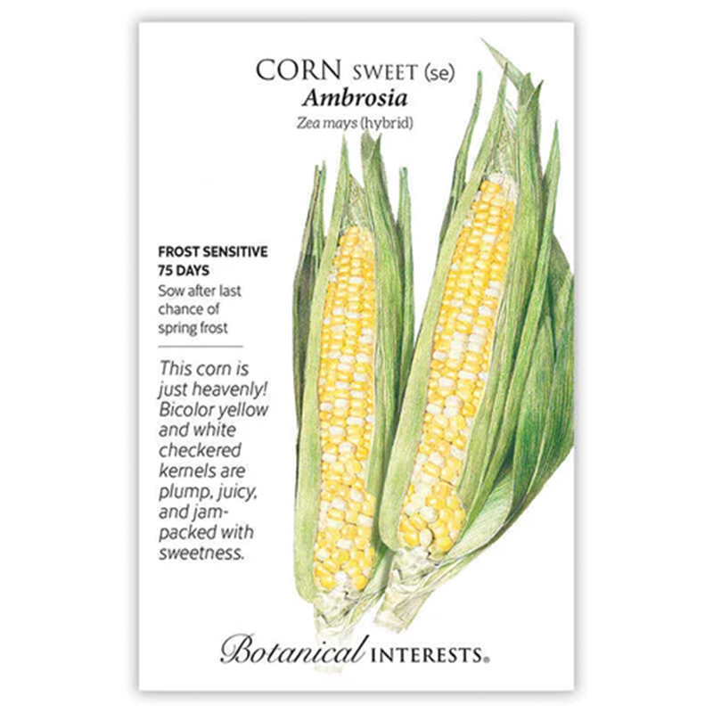 CORN SWEET BICOLOR AMBROSIA
