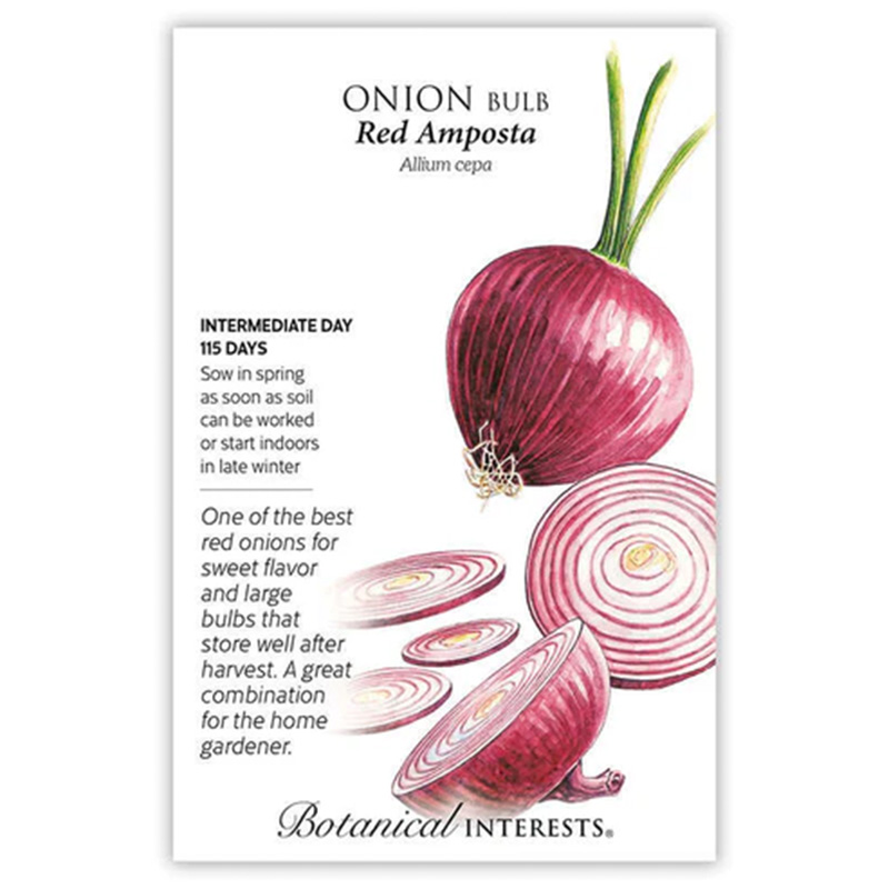 Onion Bulb (red) Amposta (ID)