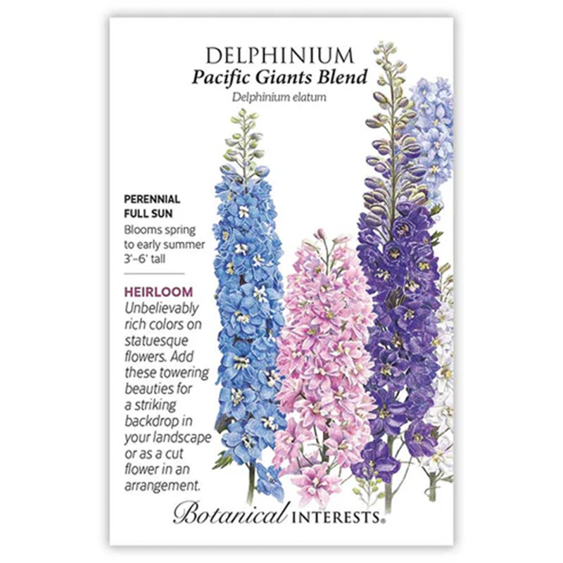Delphinium Pacific Giant Blend