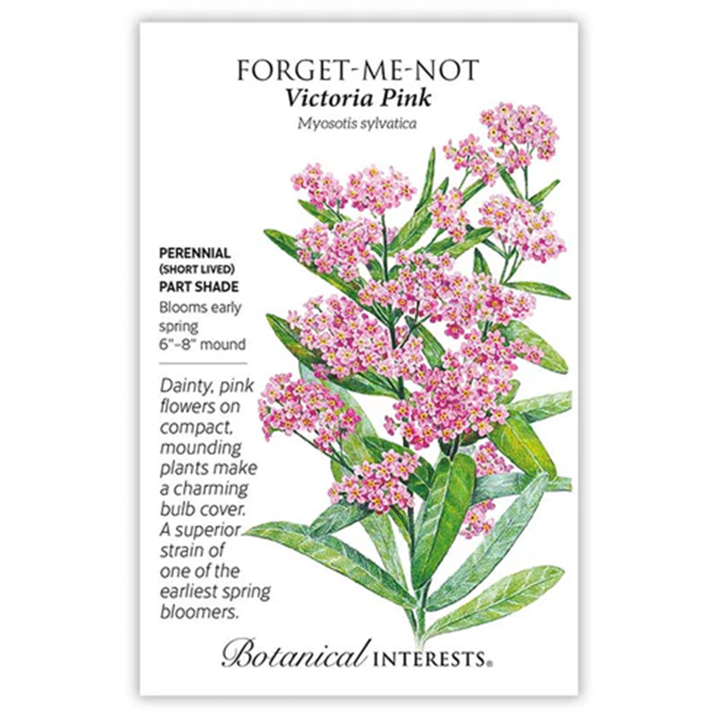 Forget-Me-Not Victoria Pink