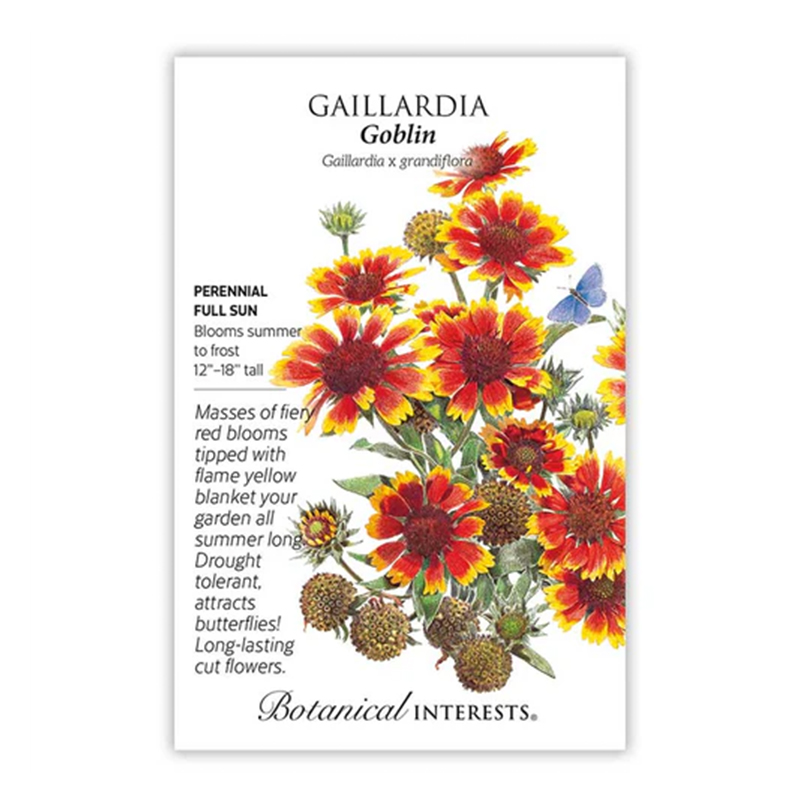 Gaillardia Goblin