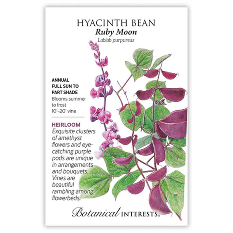 Hyacinth Bean Ruby Moon