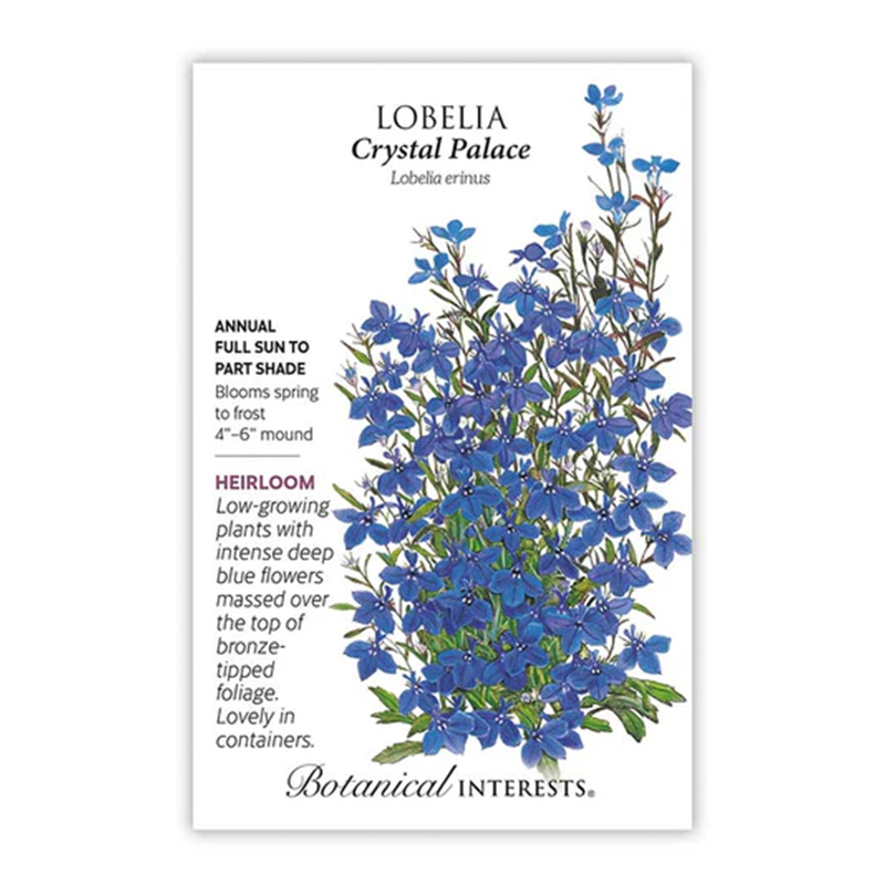 Lobelia Crystal Palace