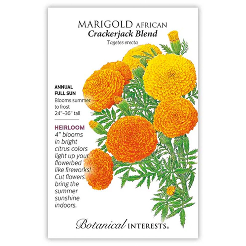 Marigold African Crackerjack