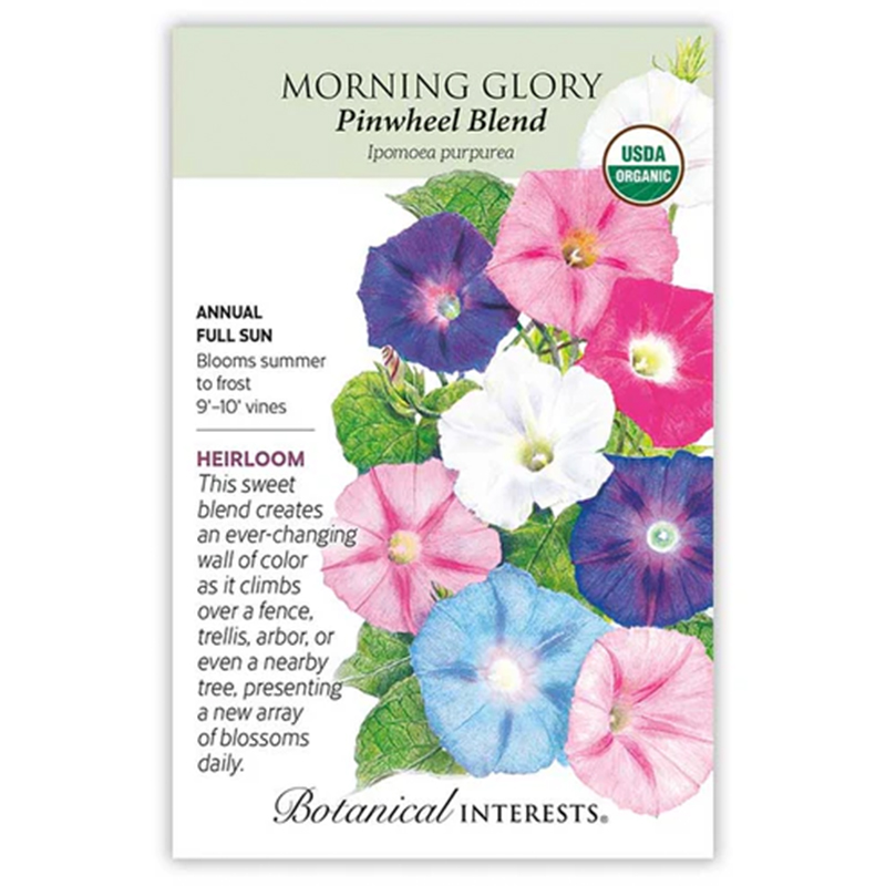 Morning Glory Pinwheel Blend Org