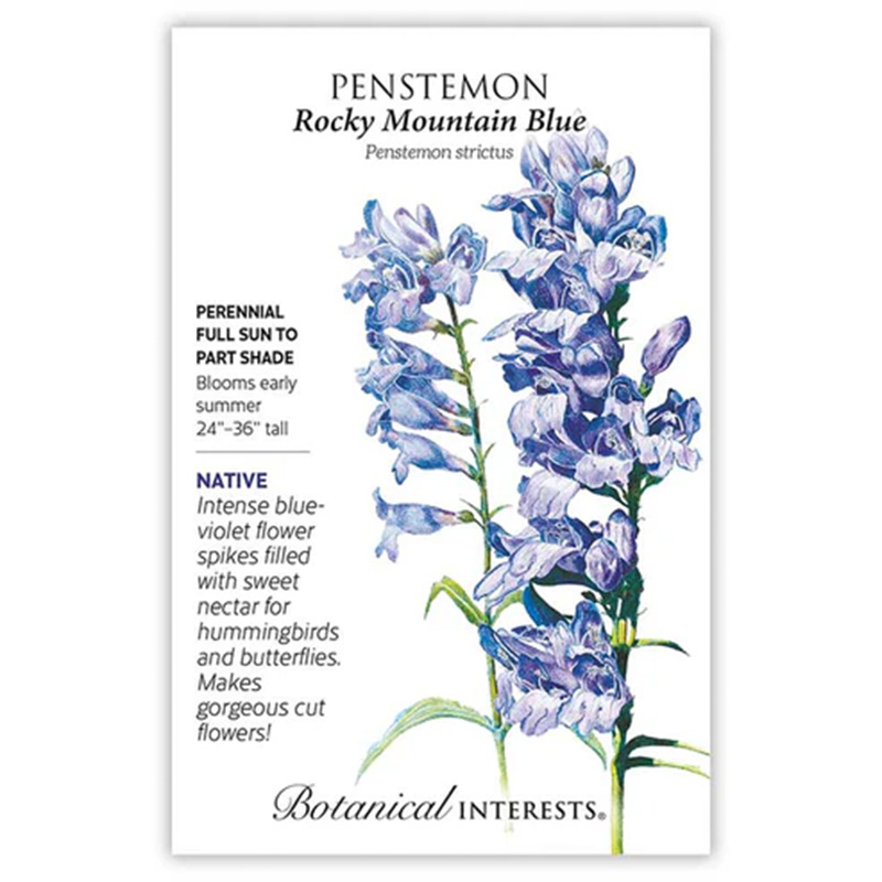 Penstemon Rocky Mountain Blue