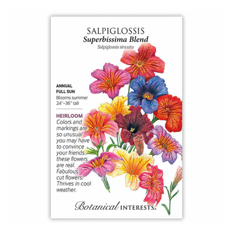 Salpiglossis Superbissima Blend