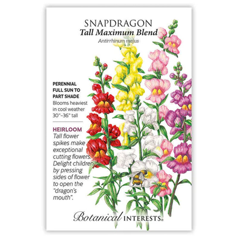 Snapdragon Tall Maximum