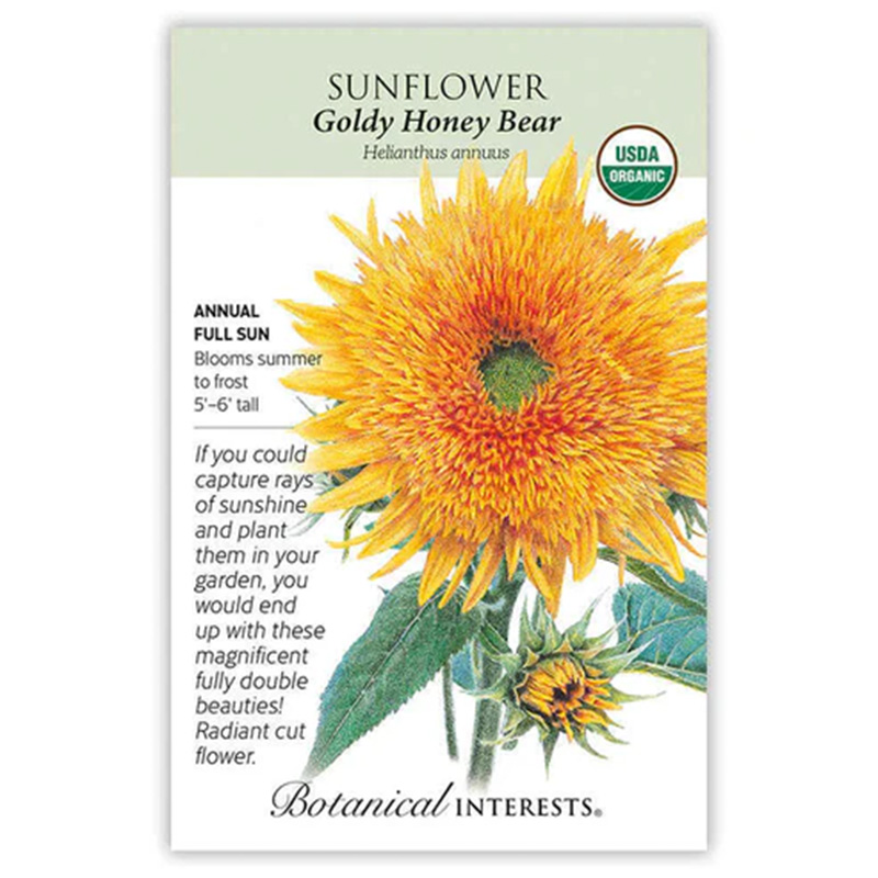 Sunflower Goldy Honey Bear Org